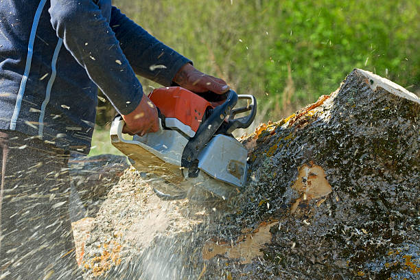 Best Root Management and Removal  in Greenville, SC